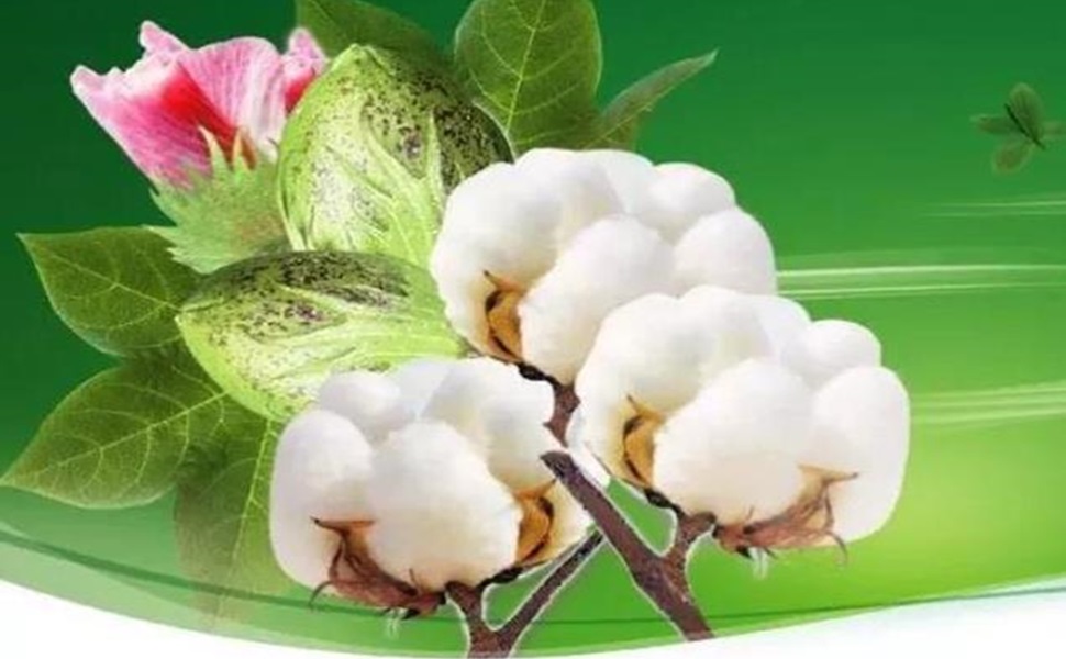 Cotton